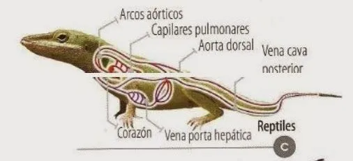 MUNDO ZOOLOGÍA: REPTILES Y ANATOMÍA