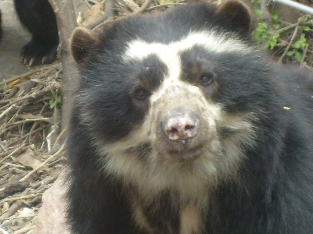 MUNDOLIMPIO11: EL OSO DE ANTEOJOS (TREMARCTOS ORNATUS)