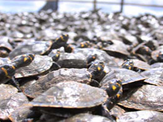 MundoMascotas: La tortuga arrau sigue siendo un animal muy escaso ...