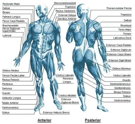 Muscoli del corpo umano - Anatomia -