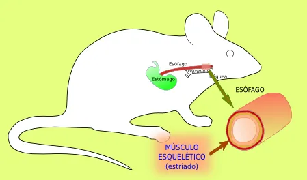 Muscular: esquelético. Atlas de Histología Vegetal y Animal