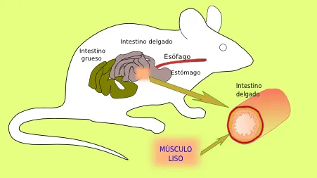 Muscular: liso. Atlas de Histología Vegetal y Animal