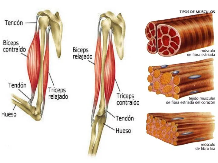 Musculo esquelético: « "Ejercita tu cuerpo y vive una vida saludable"