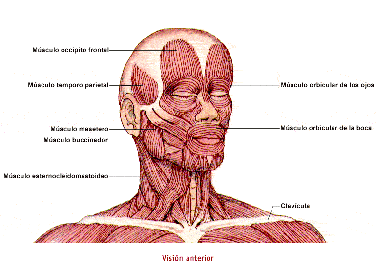 Músculos de la cara | jareddiaz