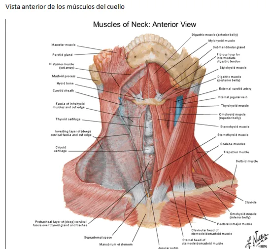 MÚSCULOS DE LA CARA | pontealdiaconanatomiablog