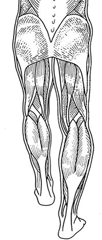 Musculos para colorear para niños - Imagui