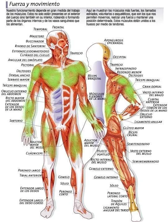 musculos del cuerpo humano y sus nombres - Buscar con Google ...