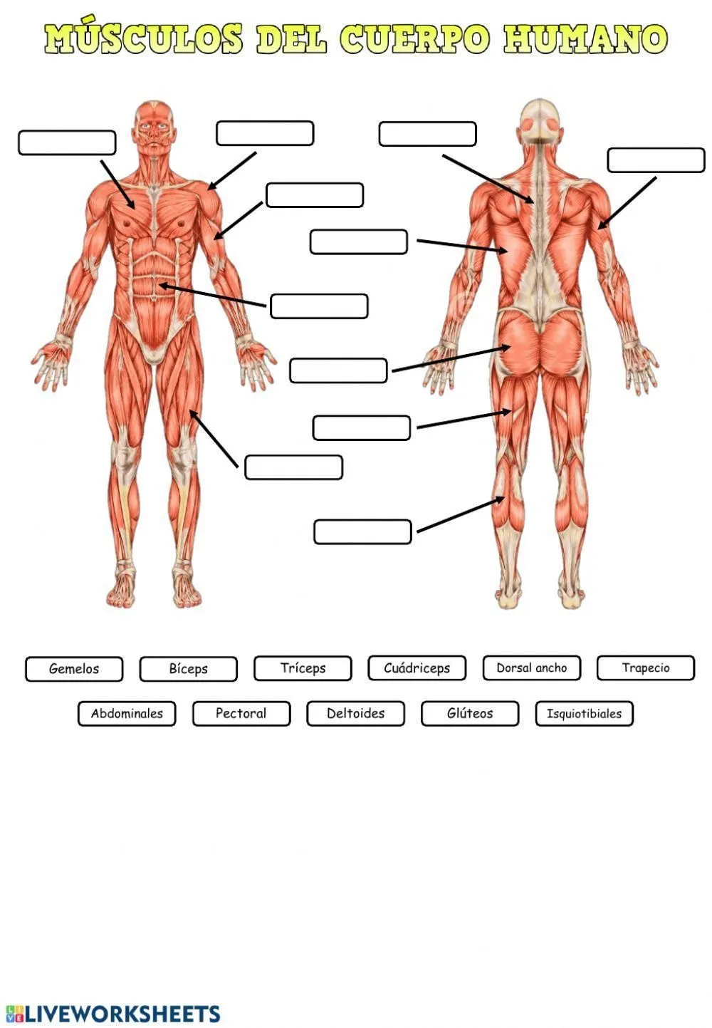 Los músculos del cuerpo humano worksheet | Live Worksheets