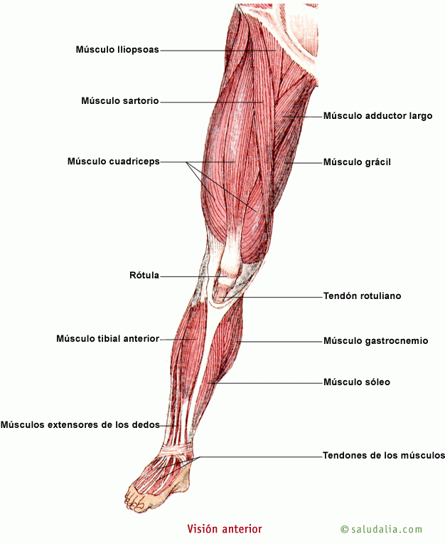 Músculos humanos. Saludalia.