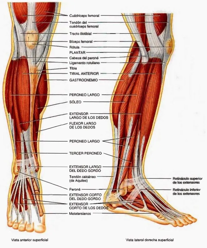 Músculos del miembro inferior | Temas de estudio para la anatomía ...