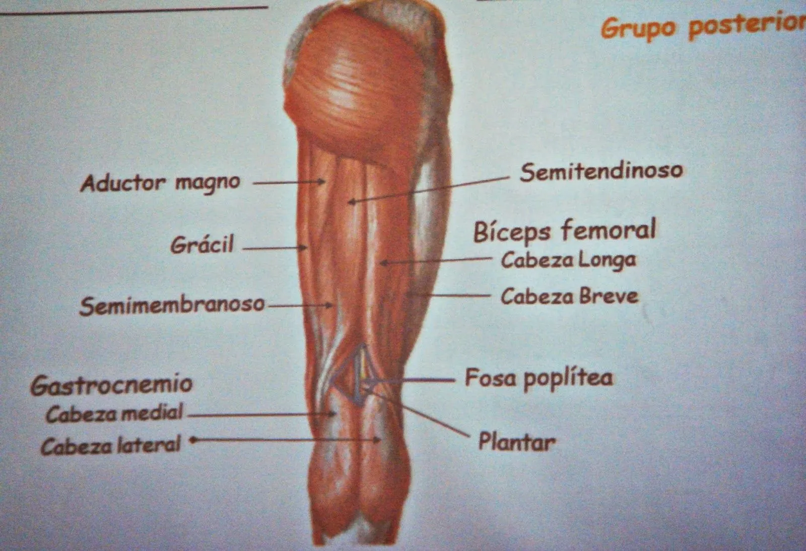 Músculos del miembro inferior | Temas de estudio para la anatomía ...