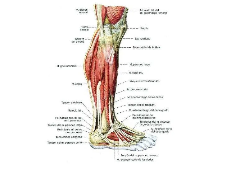 musculos-pierna-27-728.jpg?cb= ...