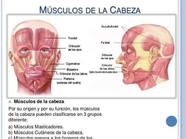 Músculos superficiales y Profundos de la cara