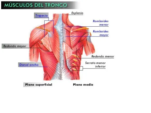 Musculos del tronco - Imagui