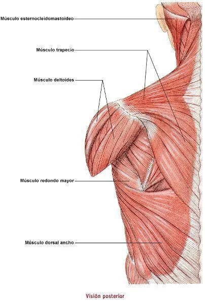 Musculos Del Tronco De Los Miembros Inferiores Pictures