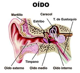 MUSICA EN EL IES LA CALETA: modulo 1 el sonido y sus cualidades