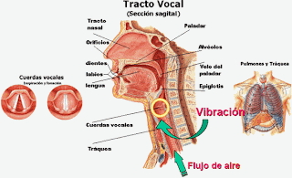 Musicalia: Aparato fonador