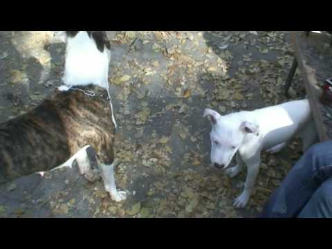 MusikaDisco.CoM » Pitbull Uma Fight Pelea De Perros Video Online ...