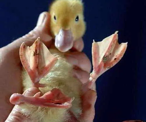 Los mutantes - Mitos y Leyendas