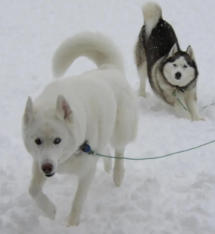 MY BEST FRIENDS FOREVER!: Hosky dogs