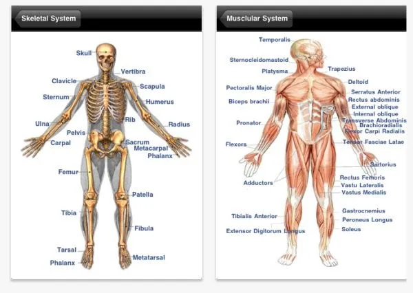 My English Pages Online: Human Anatomy - Anatomía Humana