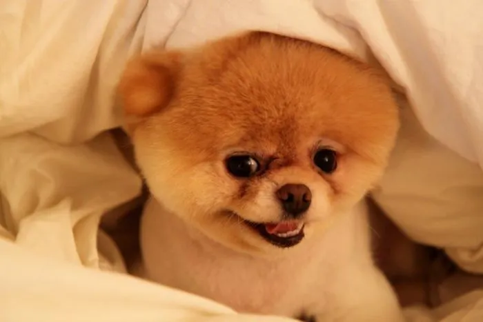 My Funny: Beautiful Pomeranian Puppy Named BOO | Pictures