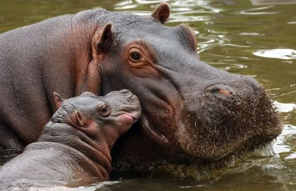 Nace un nuevo bebé de hipopótamo en el Parque de la Naturaleza de ...