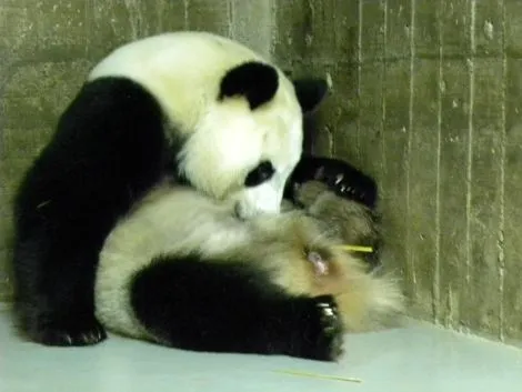 Nace una cría de oso panda gigante en el Zoo de Madrid | Madrid ...