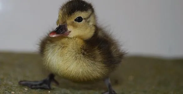 Nacen 18 crías del pato más amenazado del mundo, del que solo ...