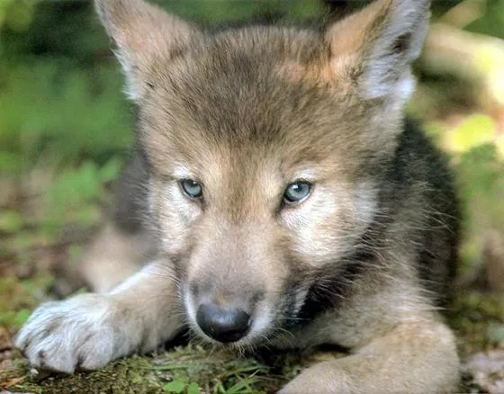 Nacen cachorros de Lobo Mexicano en el Zoológico de Chapultepec