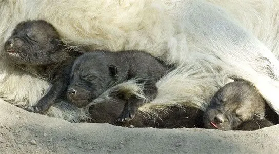 Nacen tres lobos blancos en el Zoo - 20minutos.