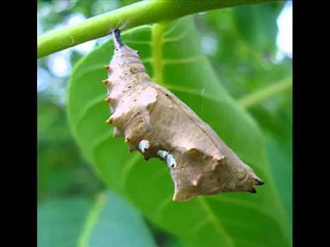 como nacen las mariposas? - YouTube