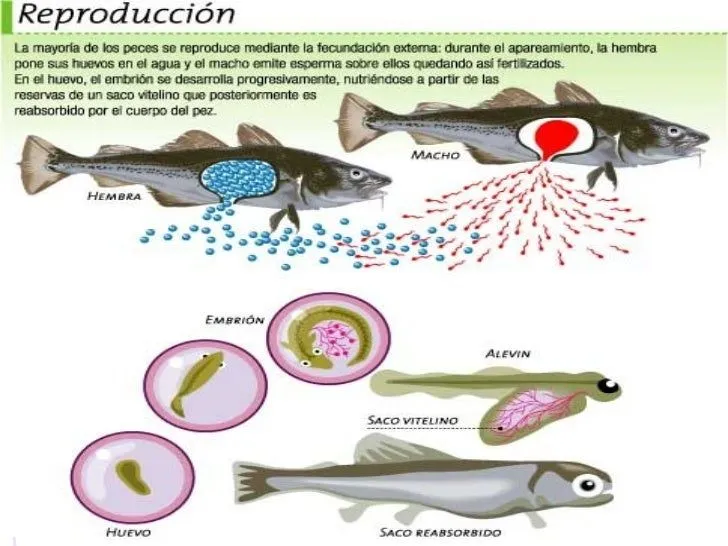 Como nacen los pescados - Imagui