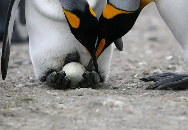 Como nacen los pinguinos - Imagui