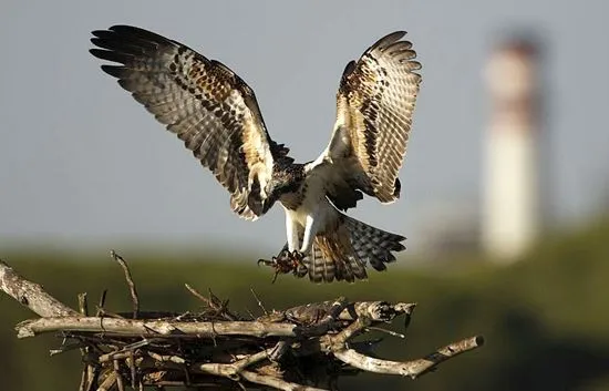 Nacen los primeros pollos de águila pescadora desde hace más de 70 ...