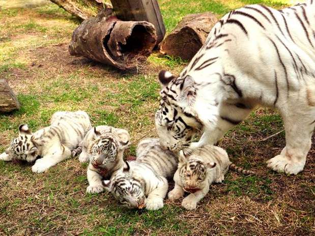 Nacen cuatro tigres de Bengala blanco en zoo de Buenos Aires ...