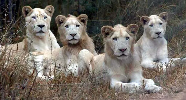 Nacieron (y sobreviven) los primeros tres leones blancos en ...