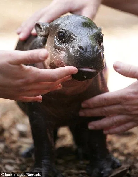 Nació "Monifa", el Hipopotamo Pigmeo | LaReserva