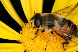 Nacion de QuieN?: ¿¡Las Abejas se estan Extinguiendo!?