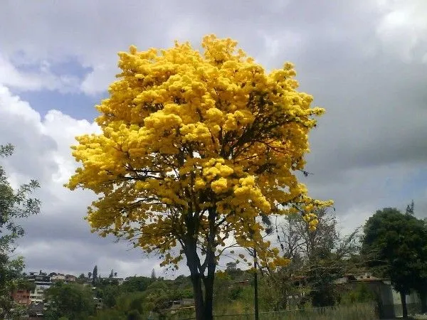 Día Nacional del Árbol: 22 mil 764 hectáreas recuperadas para ...