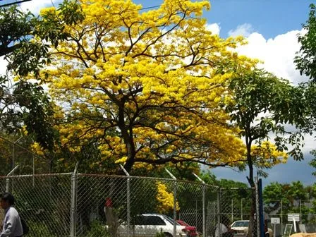 Día Nacional del Árbol (