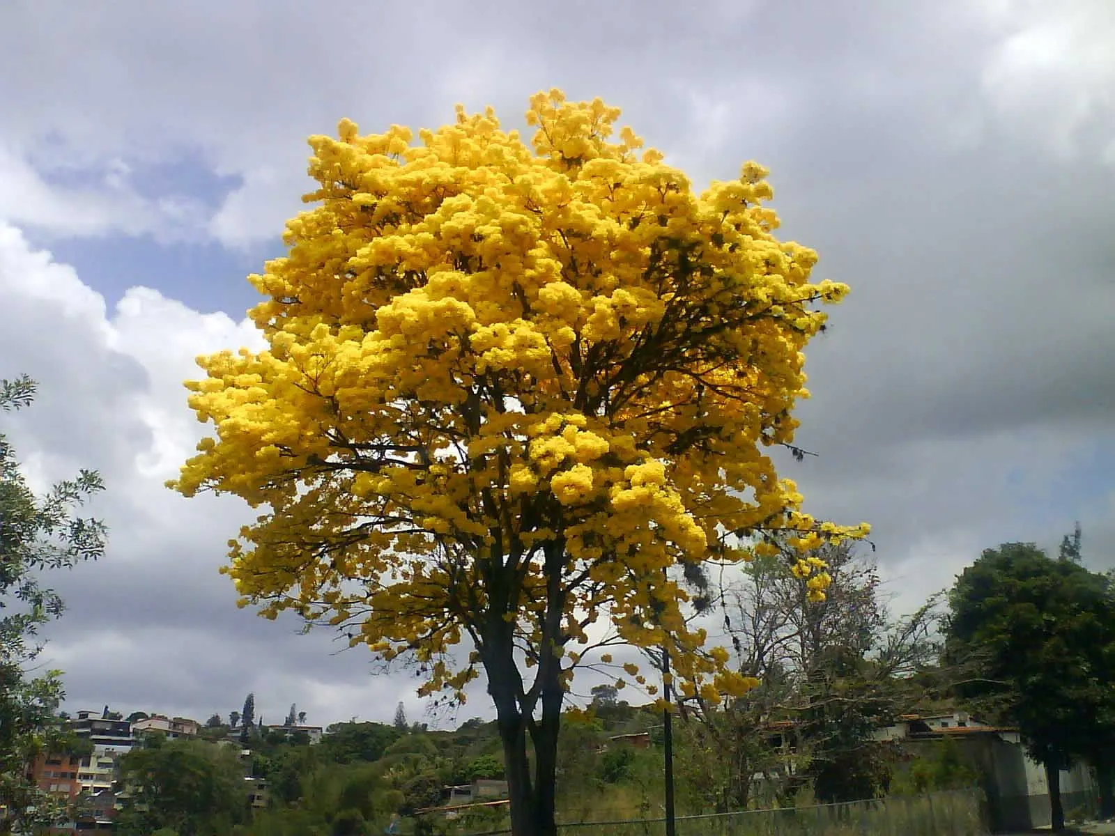 Día Nacional del Árbol (Venezuela)