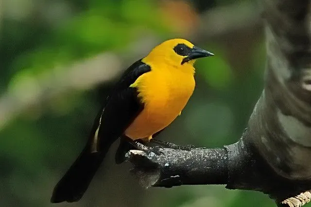 Nacktaugentrupial, Oriole Blackbird, Turpial lagunero (Gymnomystax ...