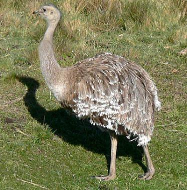 Nandu - AVES DE CHILE