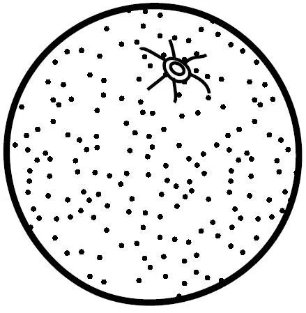 Naranja para colorear - Imagui