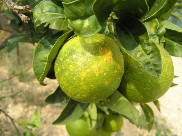 Naranjas con manchas amarillas. ¿Piojo rojo?.- - Foro de InfoJardín