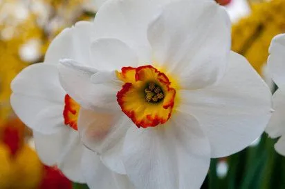 El narciso, una flor de leyenda | Cuidar de tus plantas es ...