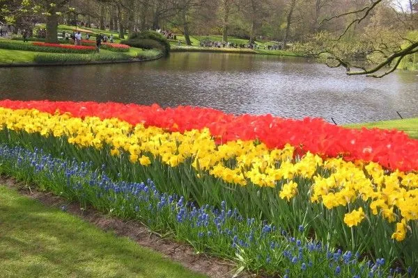 Narcisos amarillos y tulipanes rojos en los jardines de Keukenhof ...