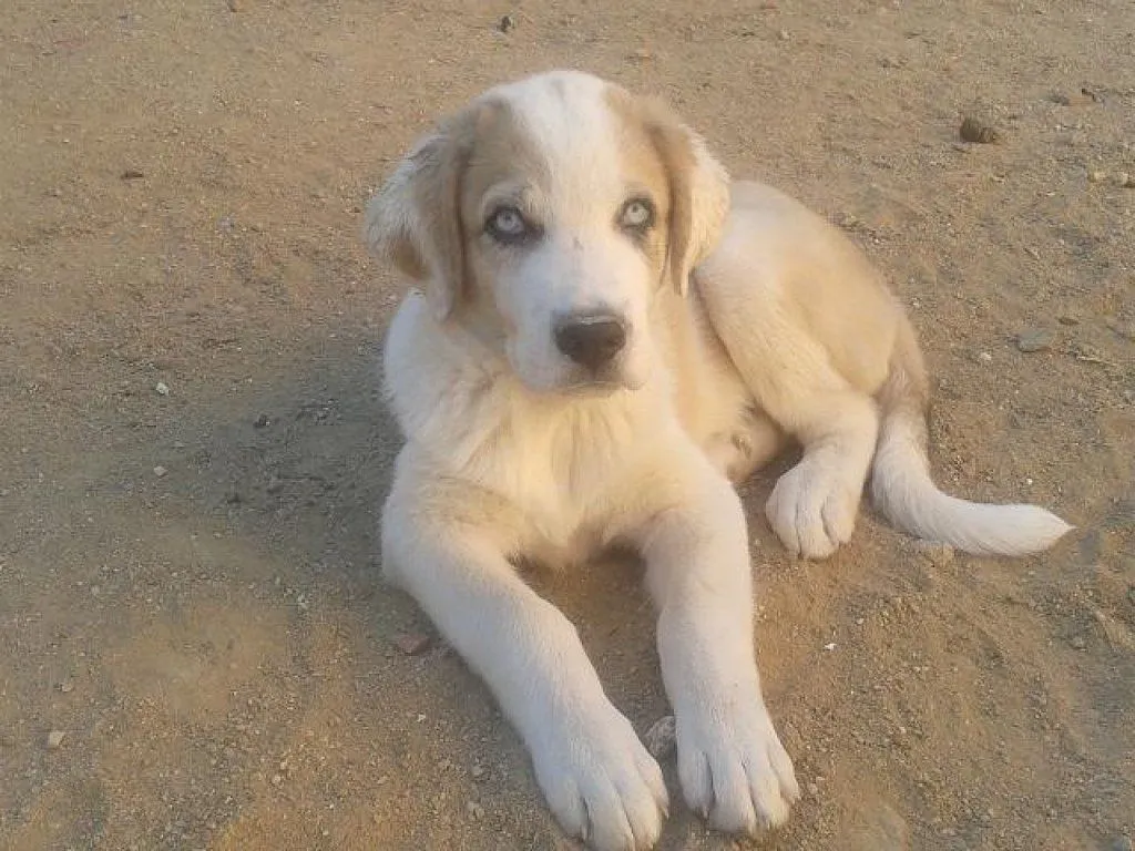 NATHAN, precioso peluche de ojos azules, solo tiene 3 meses ...