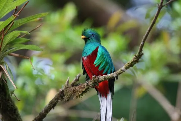 National Geographic on Twitter: "El Quetzal, ave nacional de ...